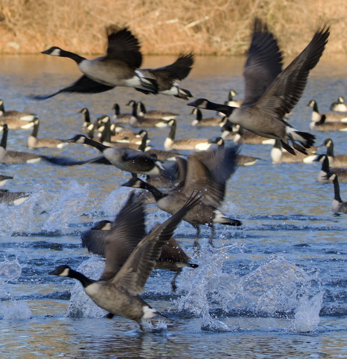 ברנטה קנדית - ML646000888