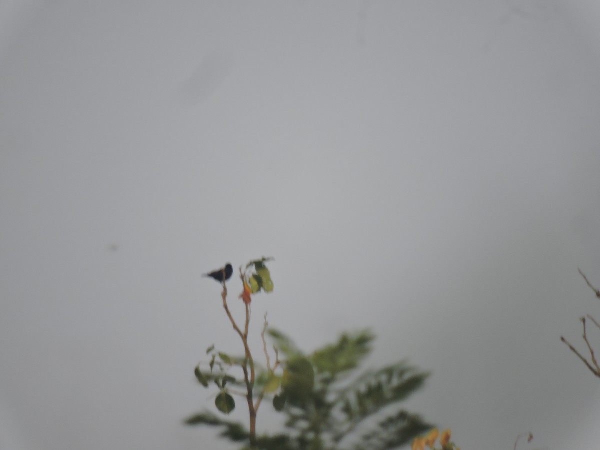 Loten's Sunbird - ML646000889