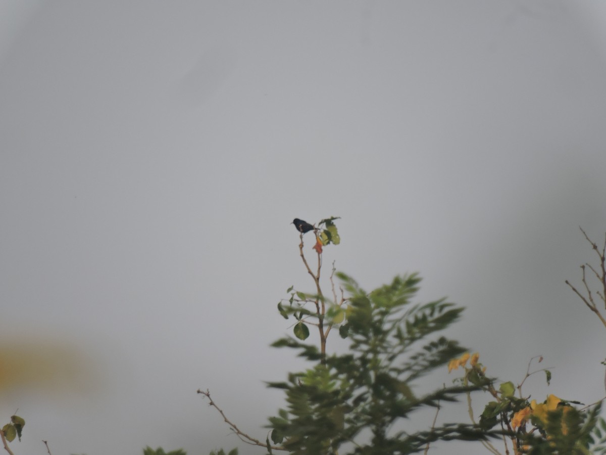 Loten's Sunbird - ML646000890