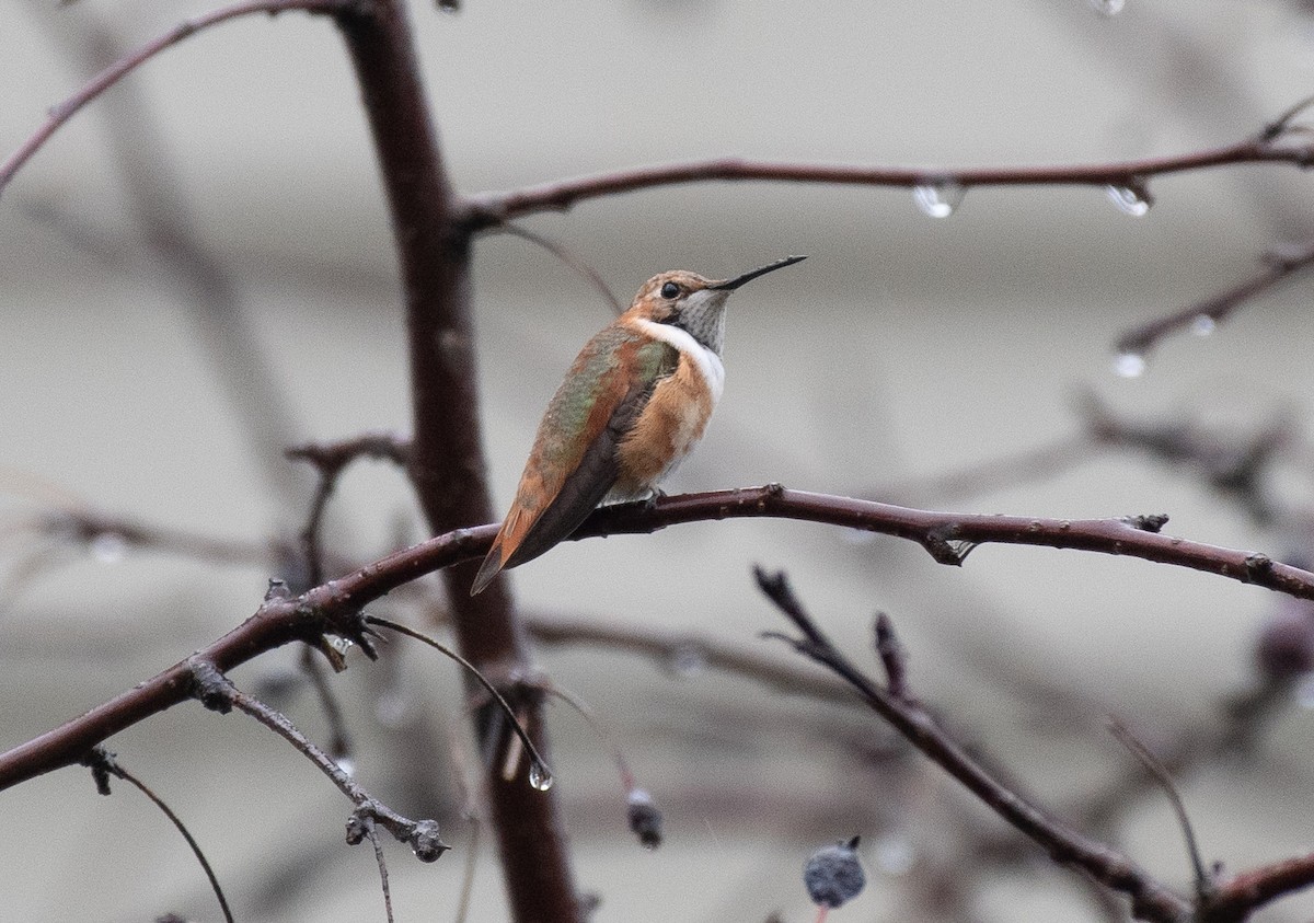 kalypta rezavolesklá - ML646000894