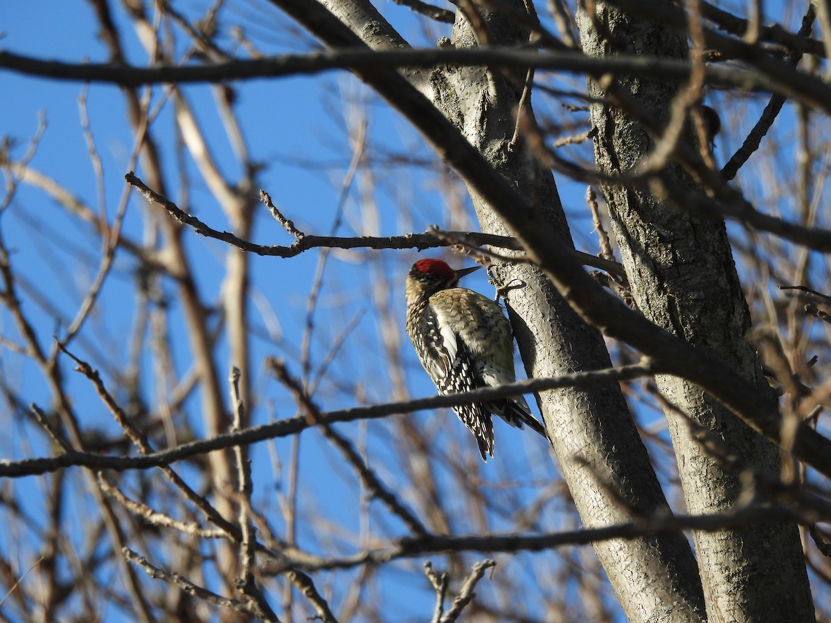 Gelbbauch-Saftlecker - ML646000899