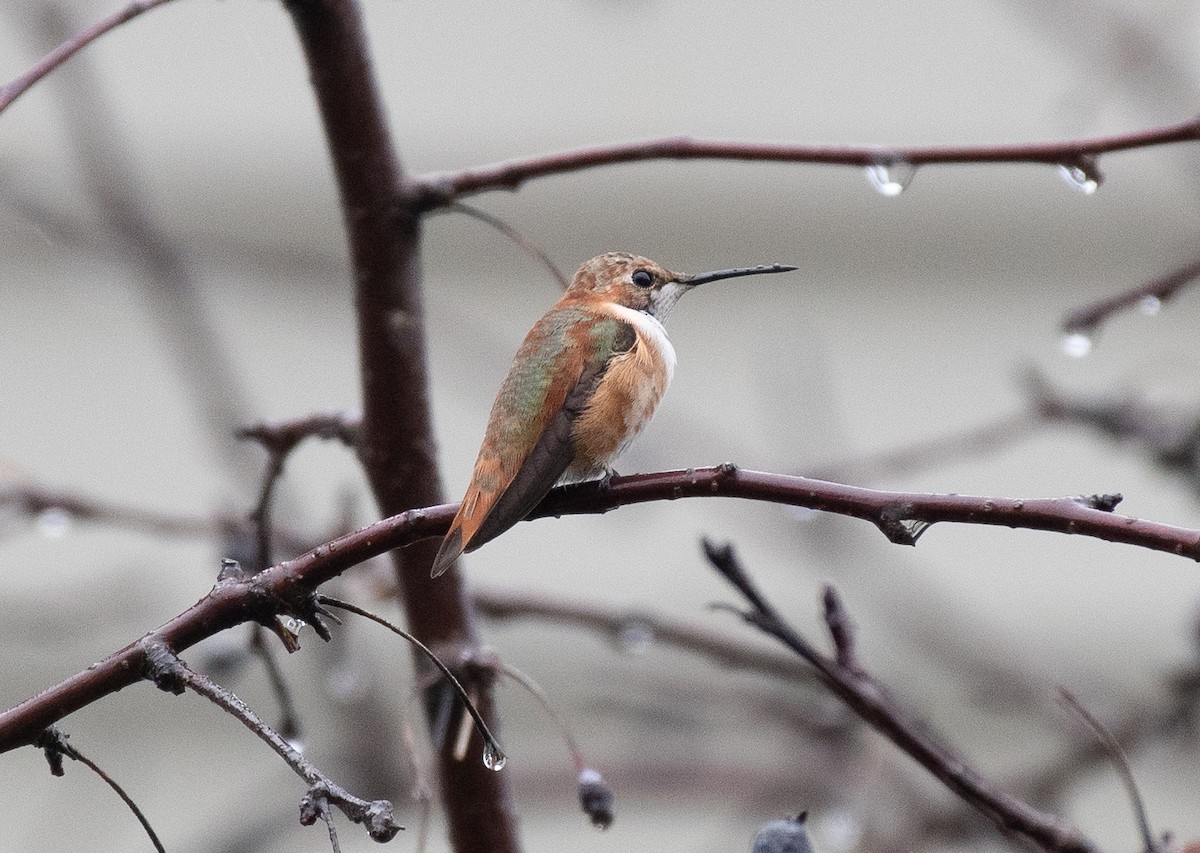 kalypta rezavolesklá - ML646000900