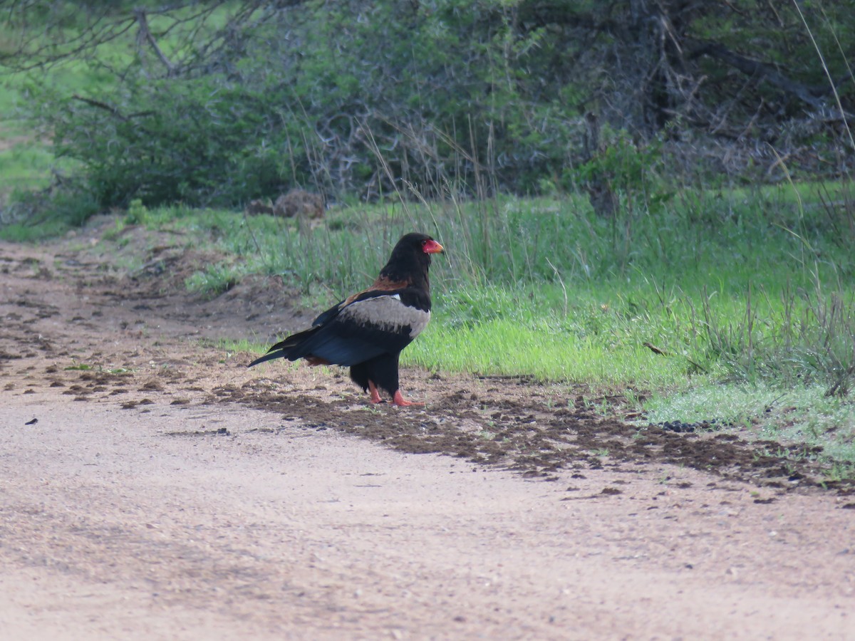 Bateleur - ML646000901