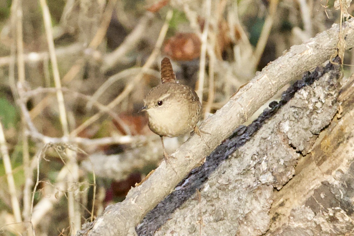Winter Wren - ML646000903