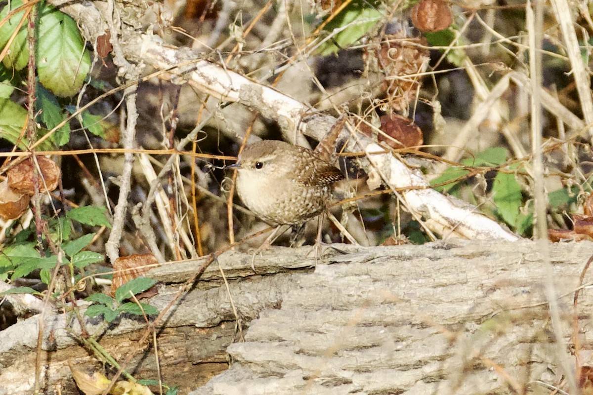 Winter Wren - ML646000904