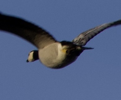 ברנטה לבנת-לחי - ML646000906