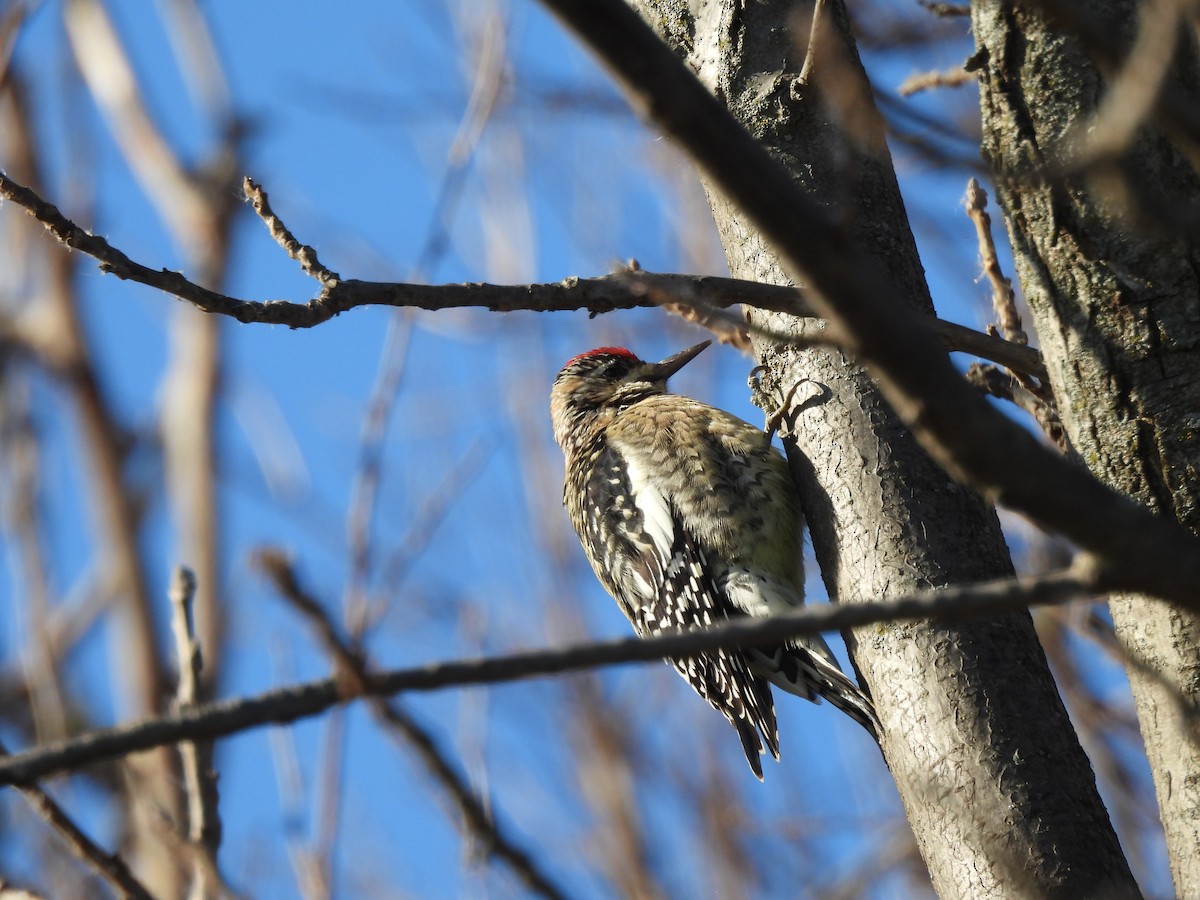 Gelbbauch-Saftlecker - ML646000908