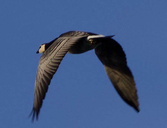 ברנטה לבנת-לחי - ML646000913