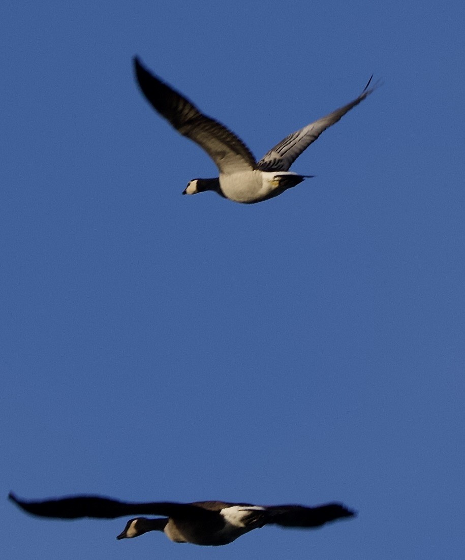 ברנטה לבנת-לחי - ML646000919