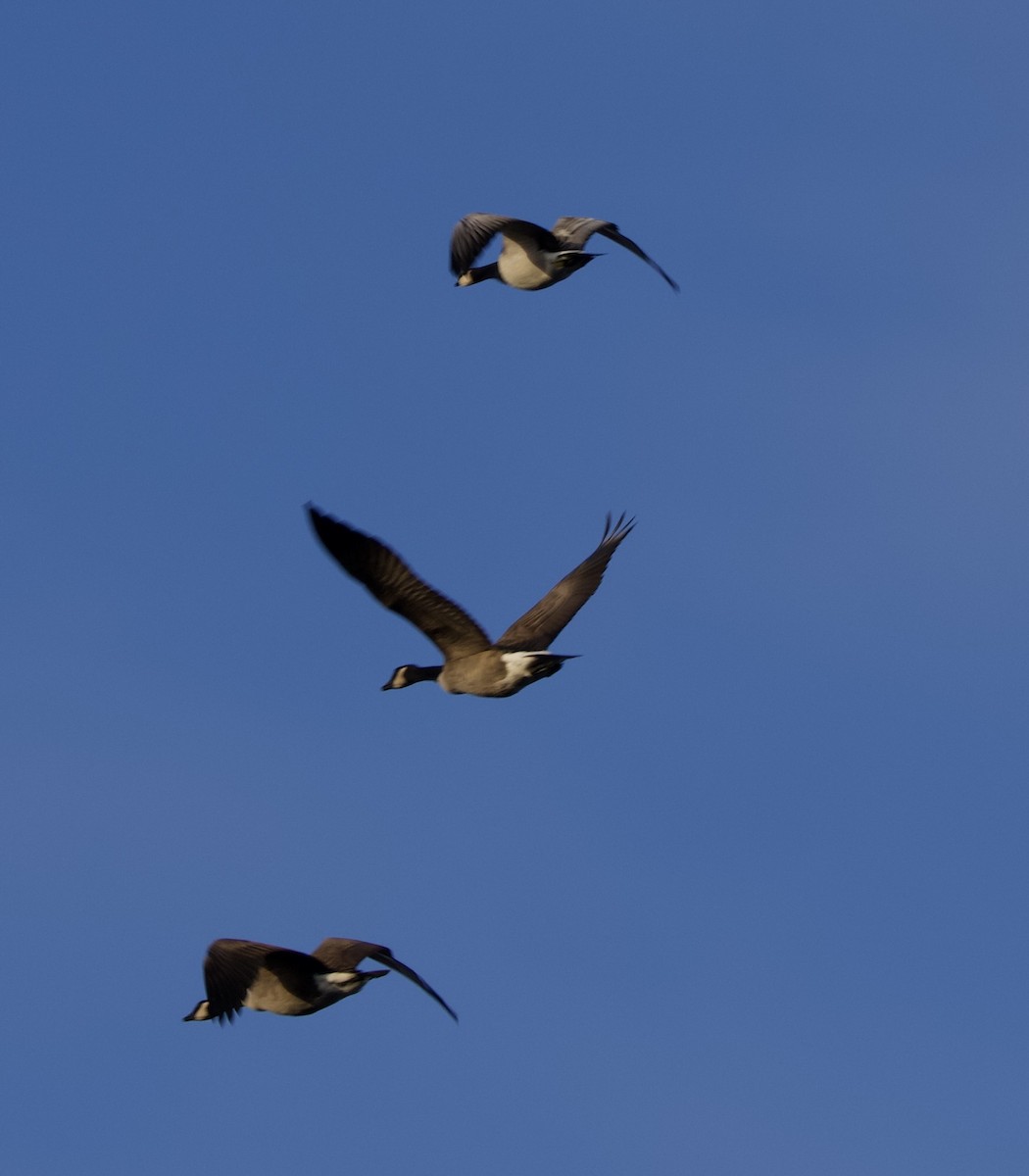 ברנטה לבנת-לחי - ML646000925