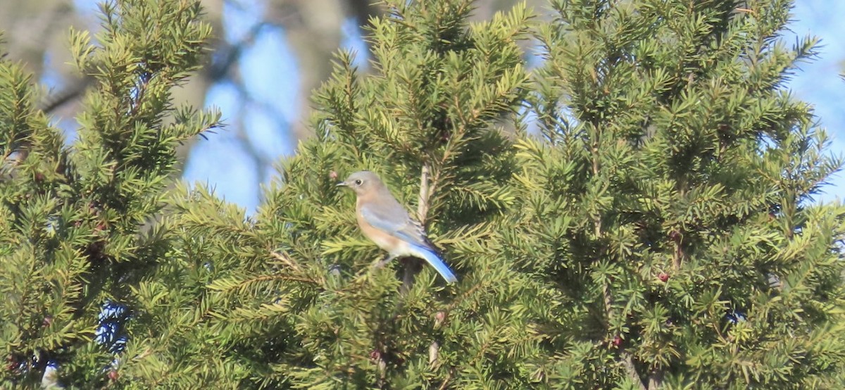 Eastern Bluebird - ML646000932