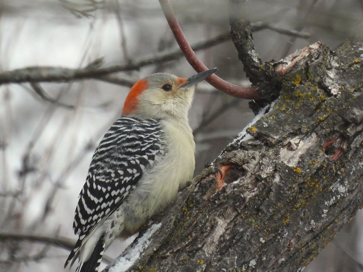 Red-bellied Woodpecker - ML646000936