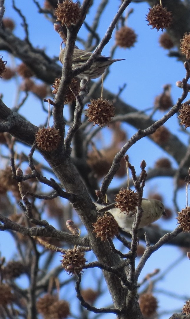 Pine Siskin - ML646000940