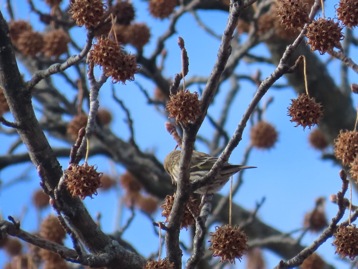 Pine Siskin - ML646000941