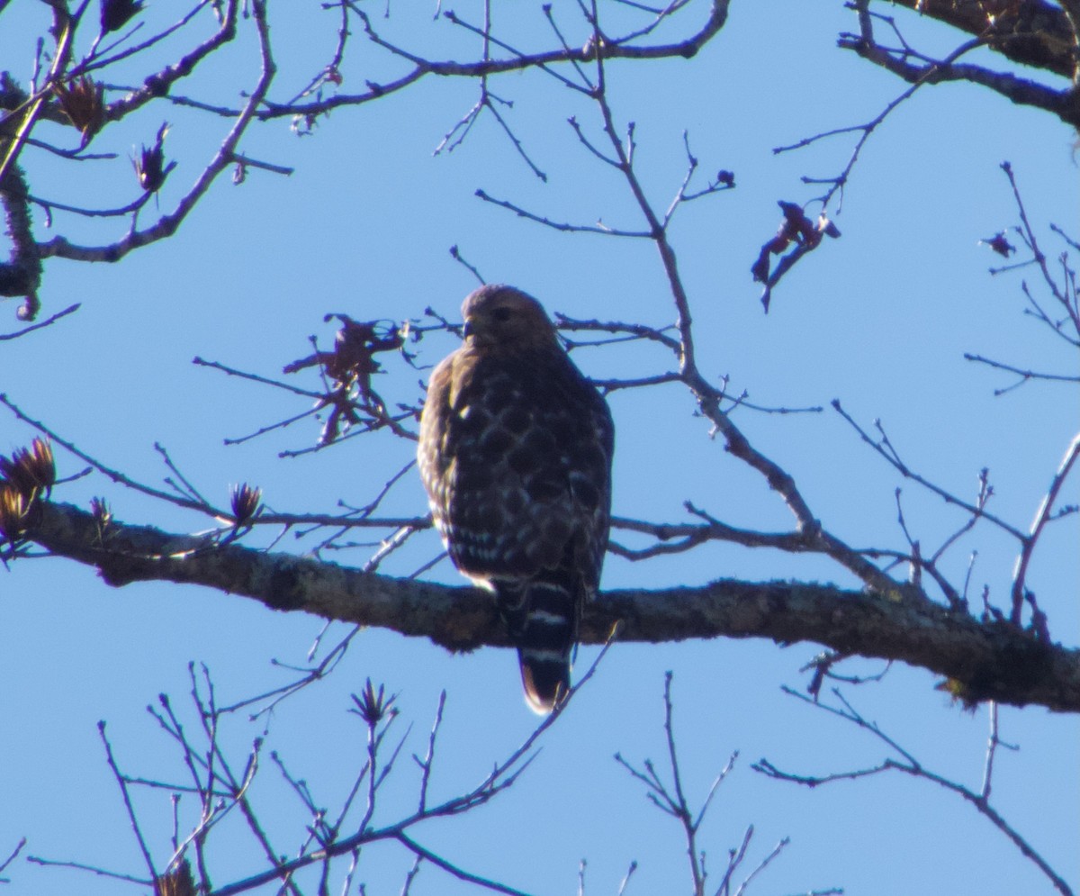 Red-shouldered Hawk - ML646000945