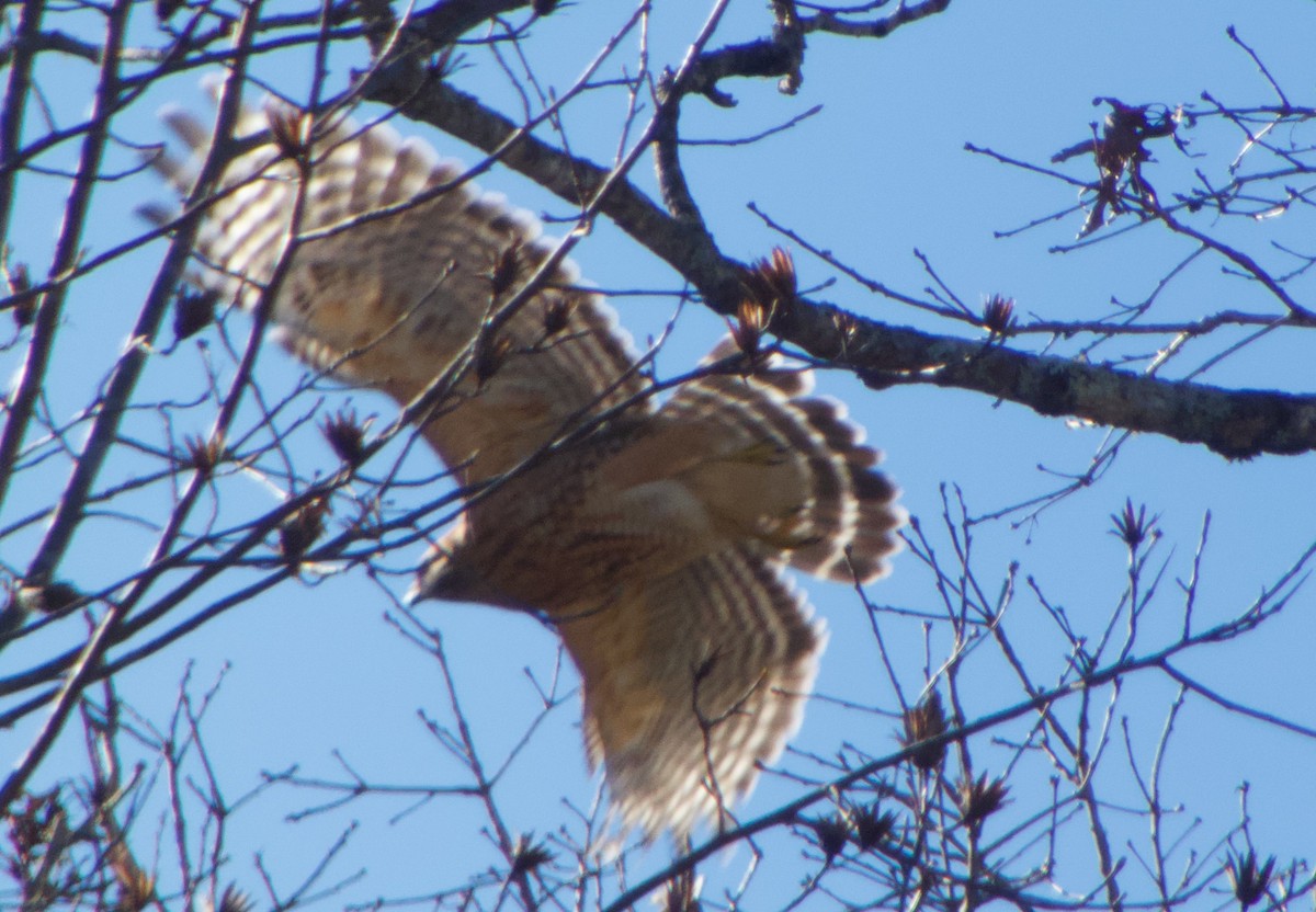 Red-shouldered Hawk - ML646000946