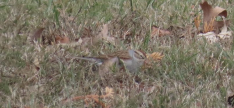Chipping Sparrow - ML646000948