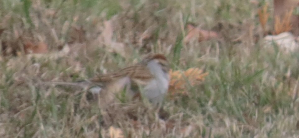 Chipping Sparrow - ML646000949