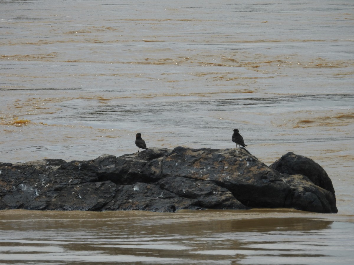 Canastera Sombría - ML646000965