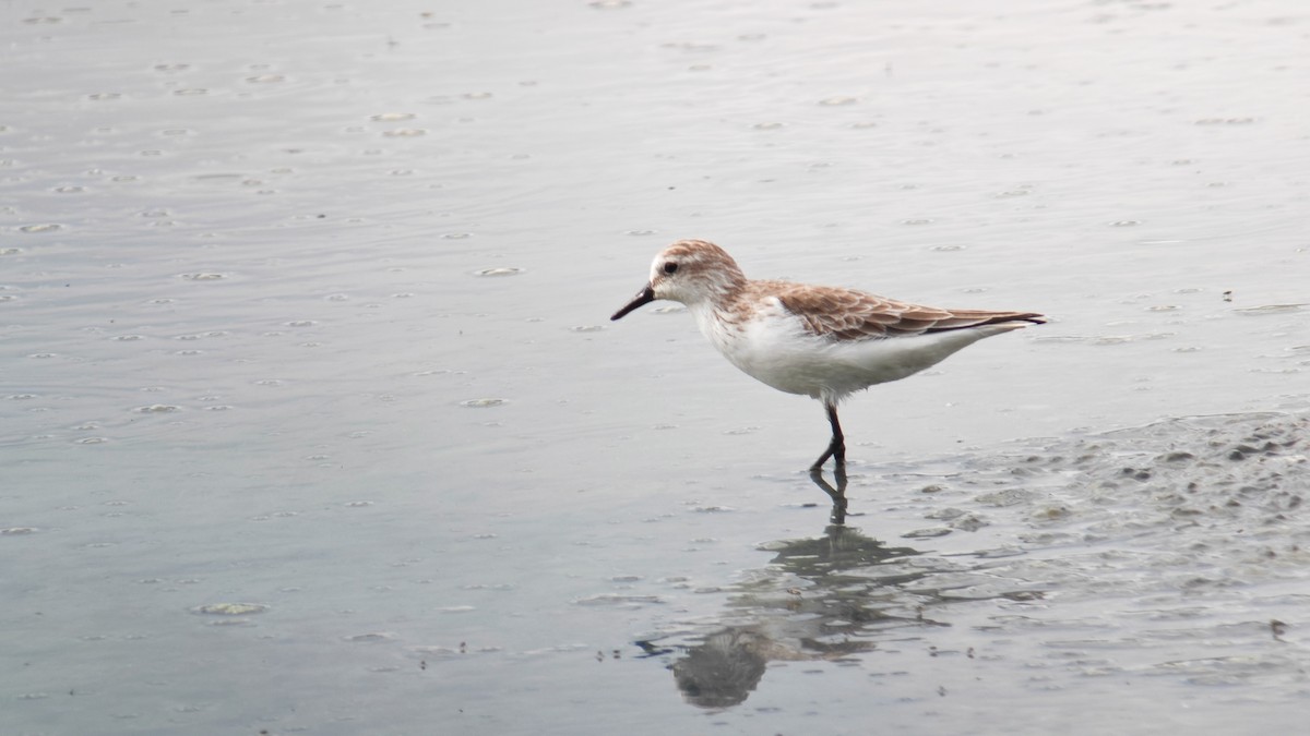 jespák srostloprstý - ML646000966