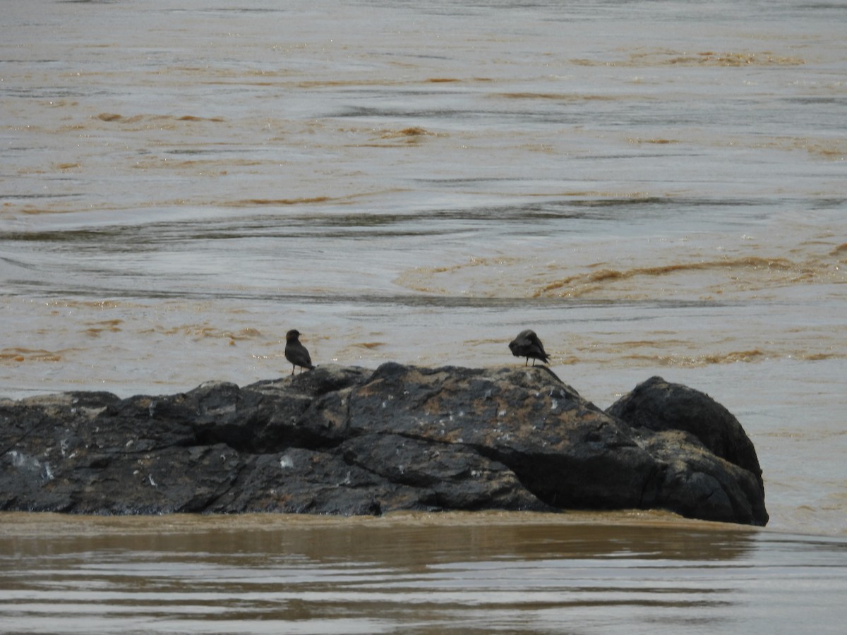 Canastera Sombría - ML646000967