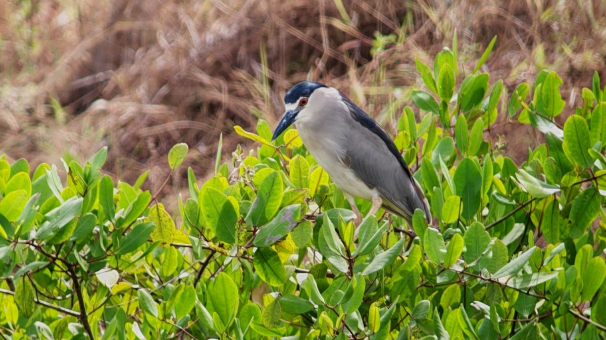 Martinete Común - ML646000968