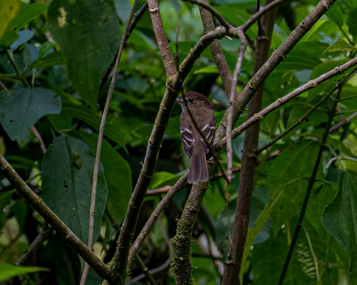 Mosquero de Euler - ML646000970