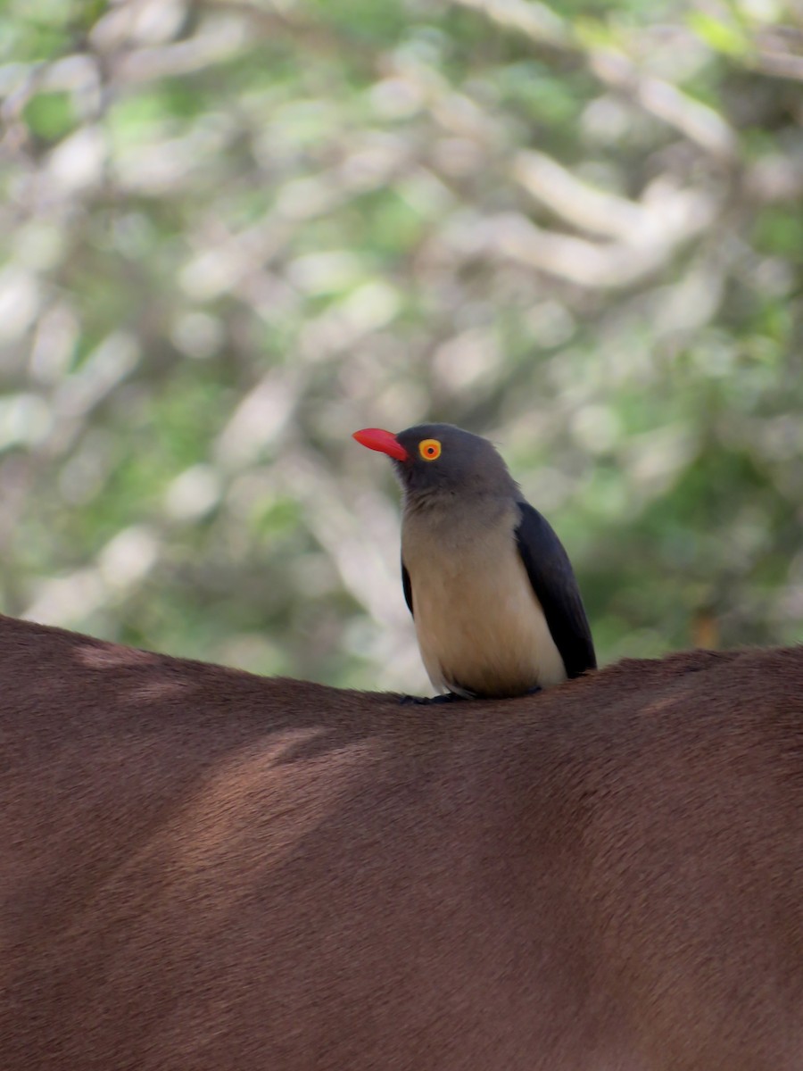 Picabueyes Piquirrojo - ML646000974