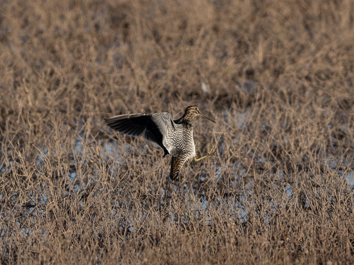 Agachadiza de Wilson - ML646000978