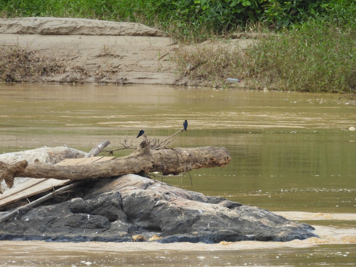 Golondrina Negrita - ML646000980