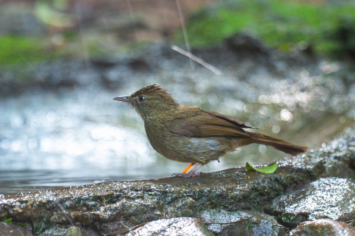 Bulbul Verdoso (cinnamomeoventris) - ML646000981