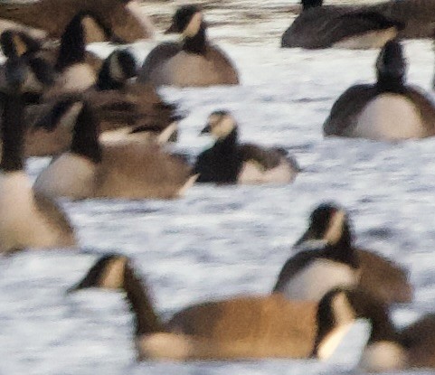 ברנטה לבנת-לחי - ML646000982