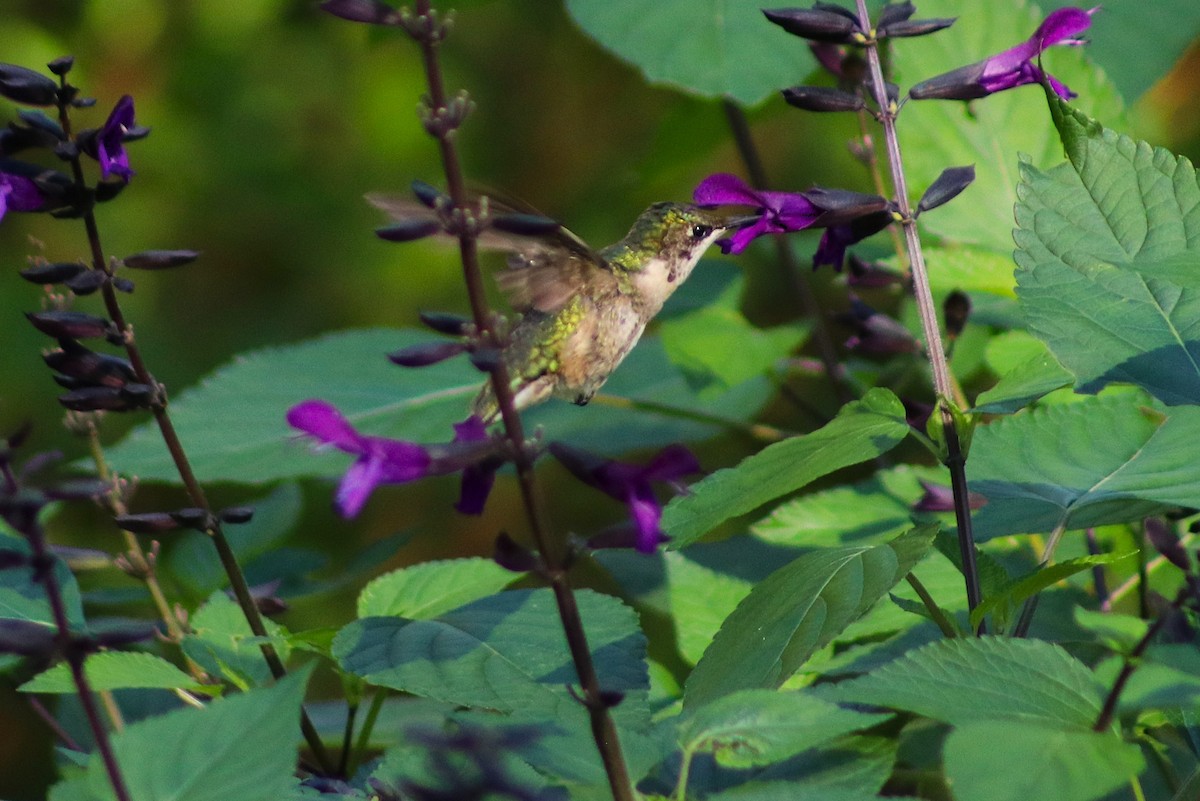 Colibrí Gorjirrubí - ML646000983