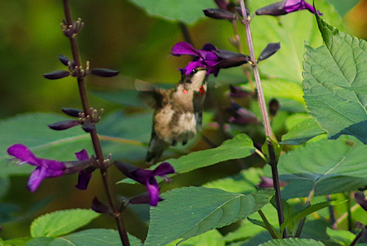 Colibrí Gorjirrubí - ML646000984