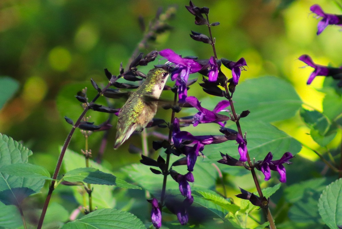 Colibrí Gorjirrubí - ML646000985