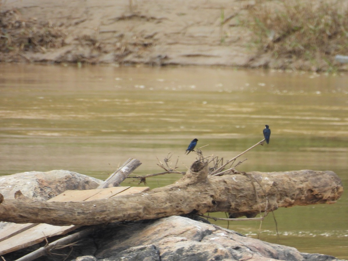 Golondrina Negrita - ML646000986