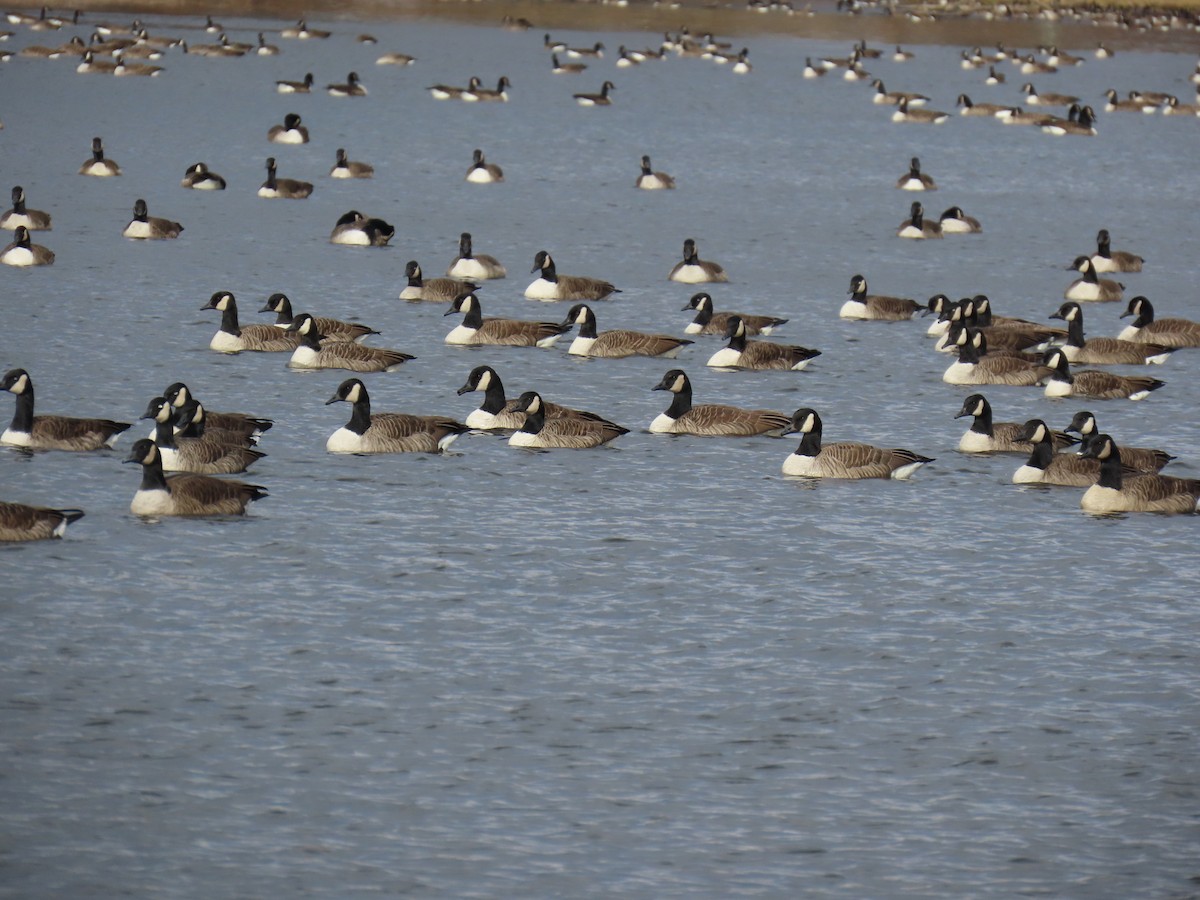 Barnacla Canadiense Grande - ML646000992