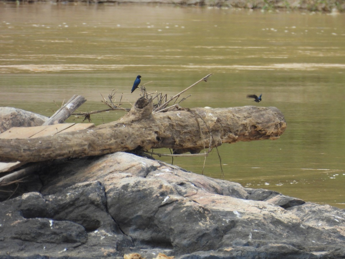 Golondrina Negrita - ML646000993