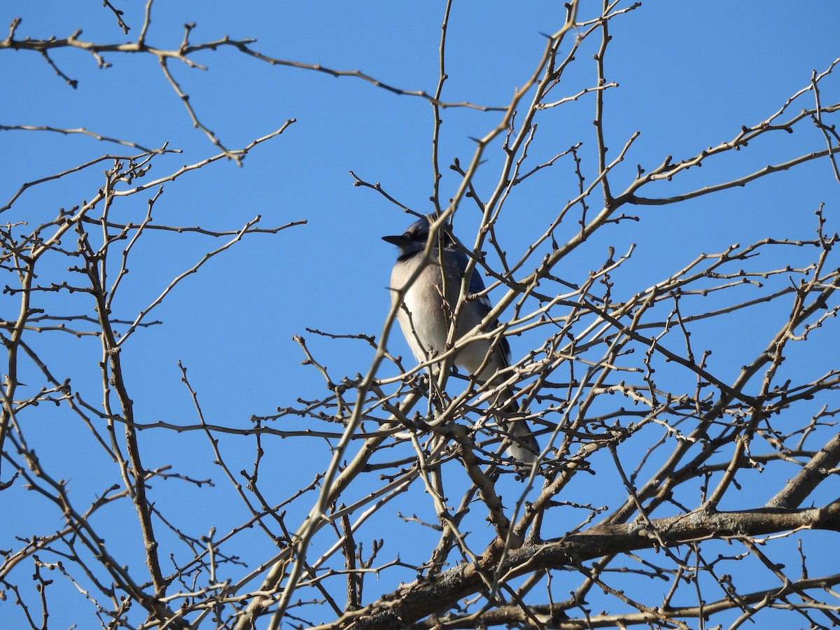 Chara Azul - ML646000998