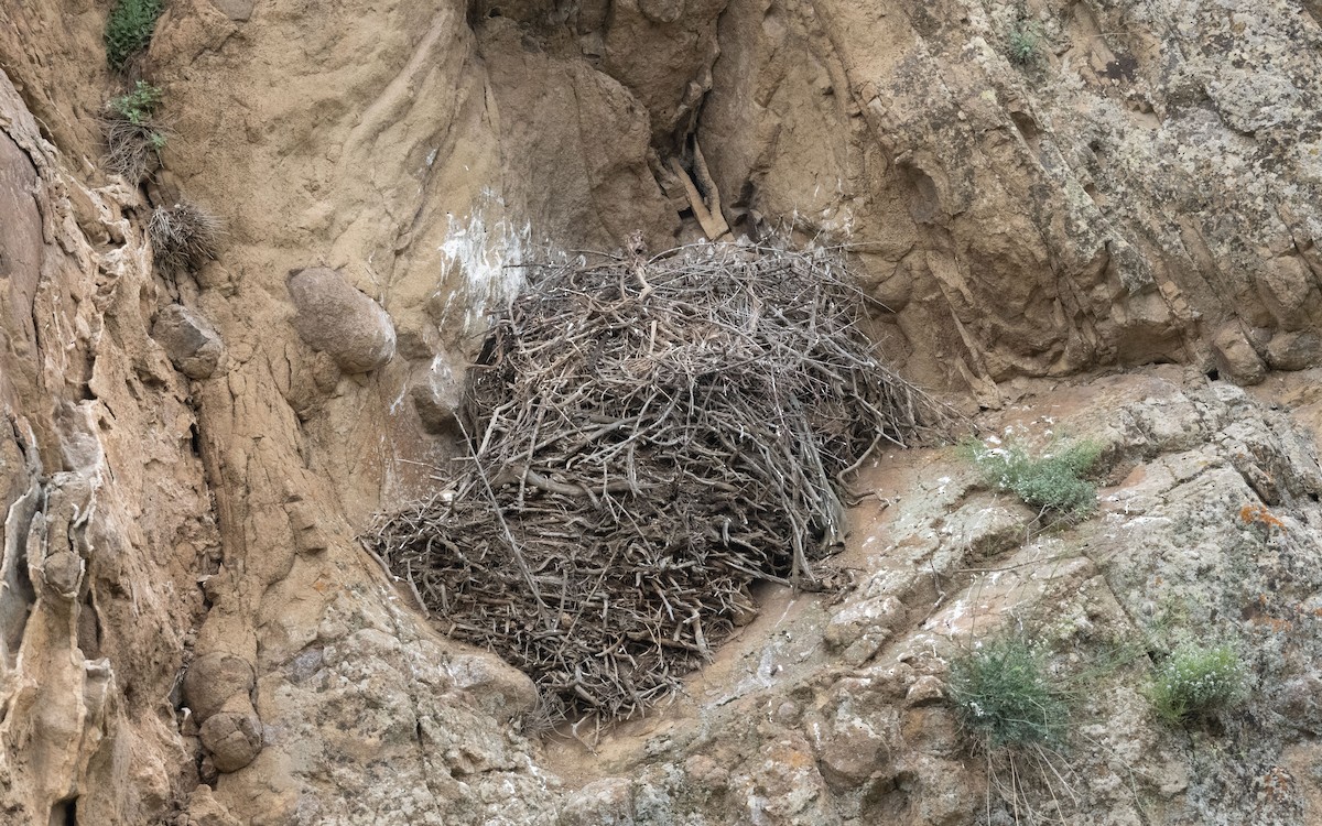 Busardo Moro - ML646001001