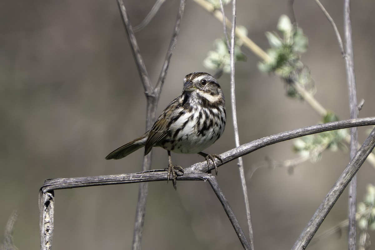 Chingolo Cantor - ML646001003