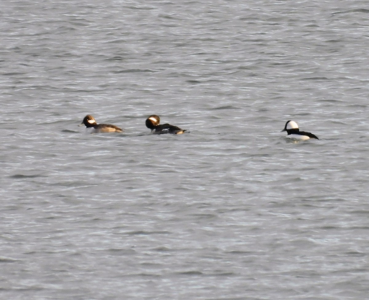 Porrón Albeola - ML646001004