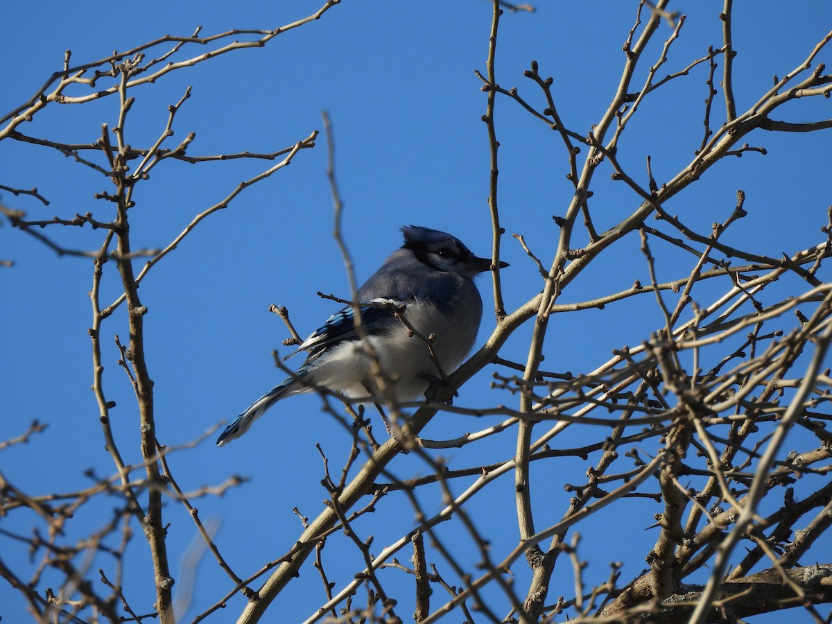 Chara Azul - ML646001005