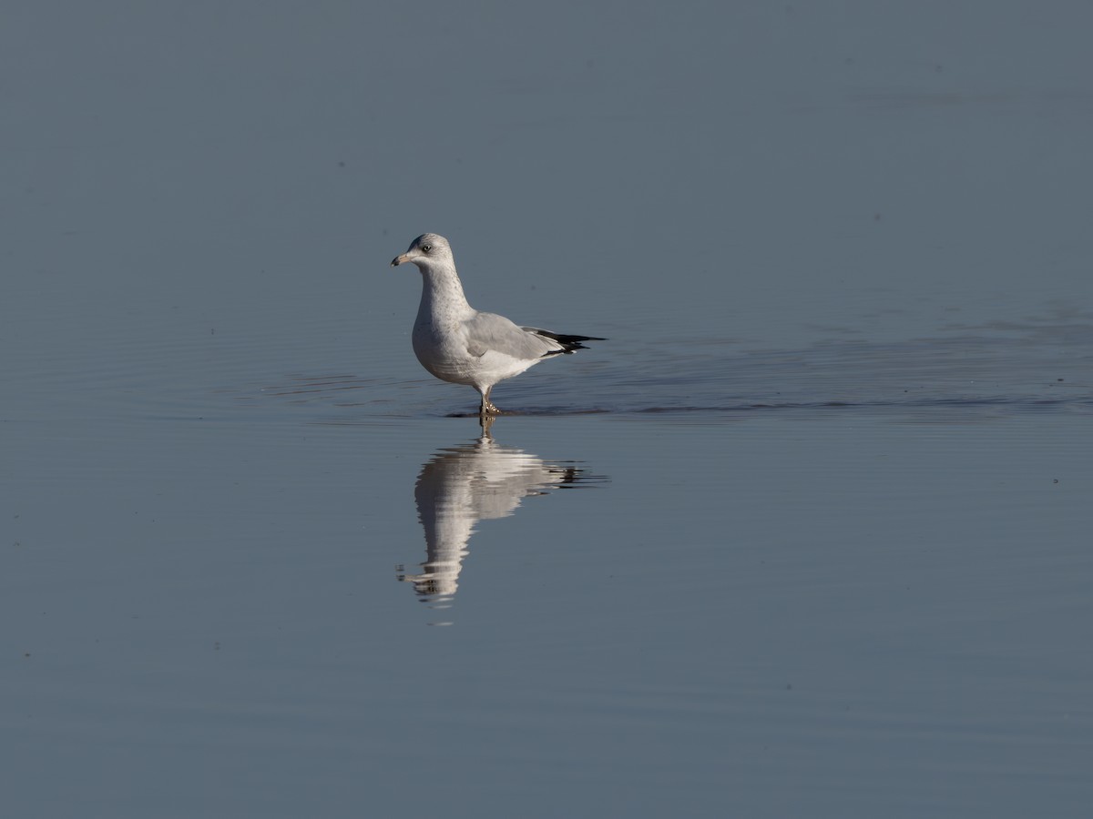 Gaviota de Delaware - ML646001006