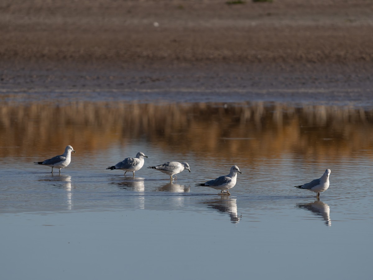 Gaviota de Delaware - ML646001007