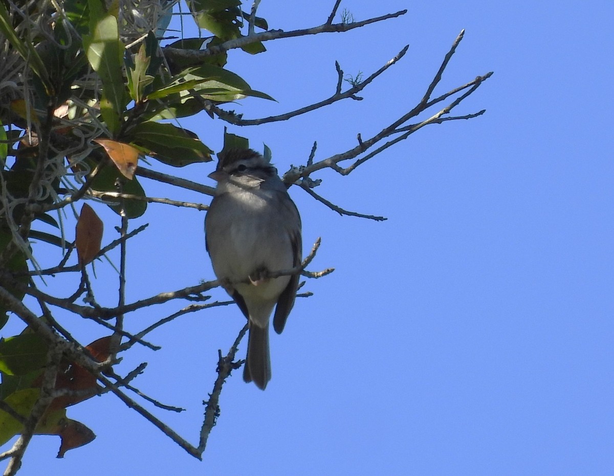 Chingolo Cejiblanco - ML646001009