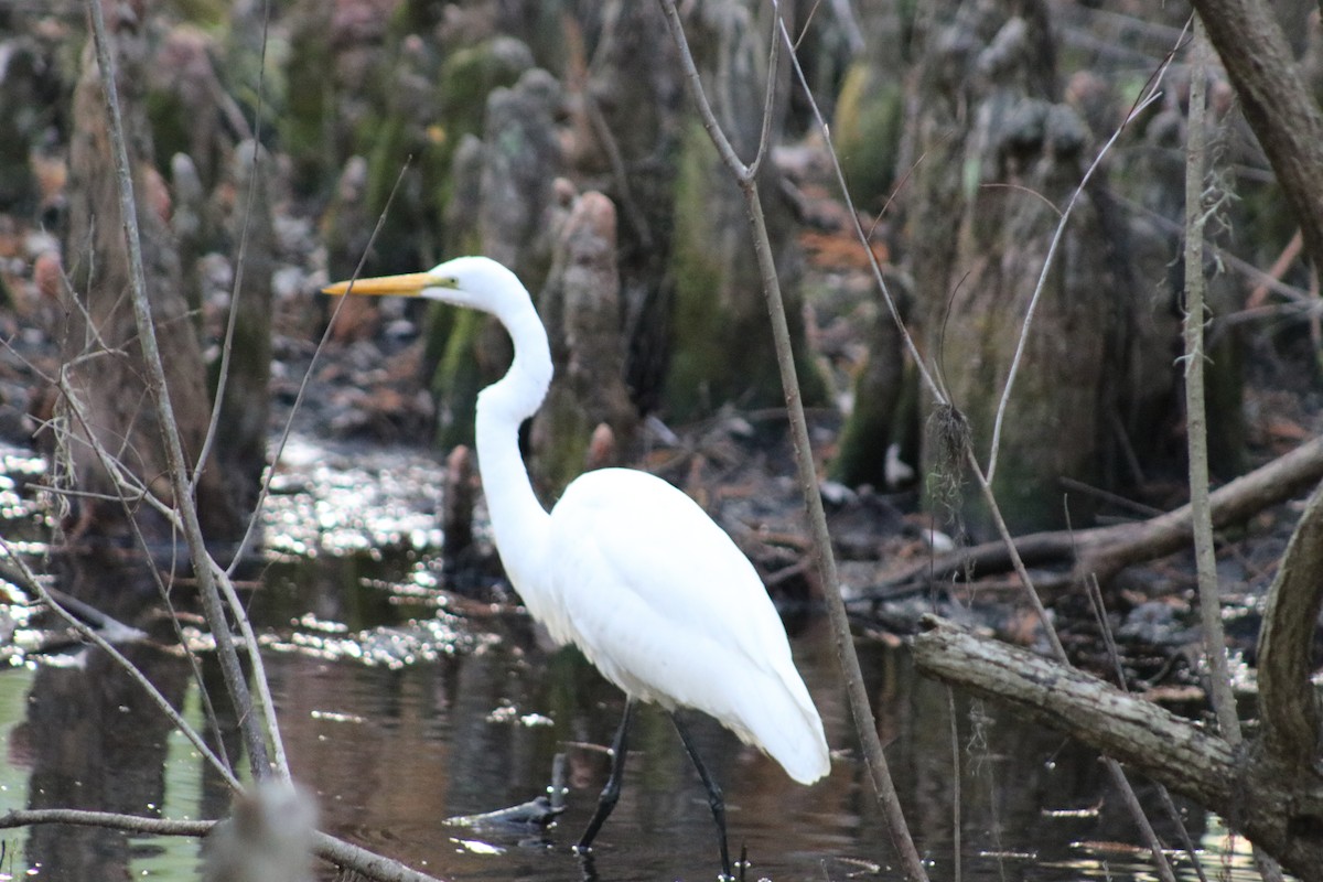 Garceta Grande - ML646001010