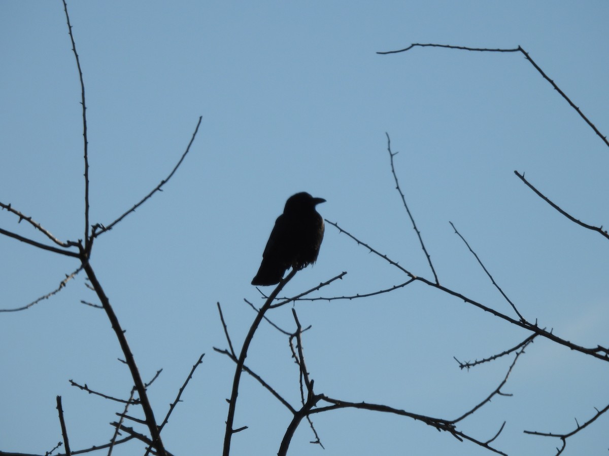 Cuervo Americano - ML646001011