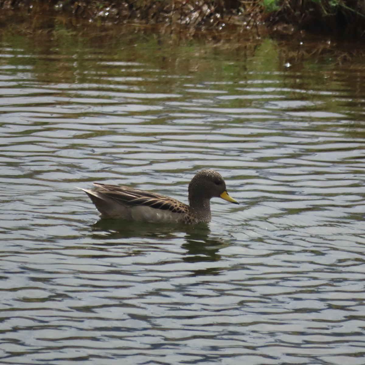 Cerceta Barcina - ML646001017