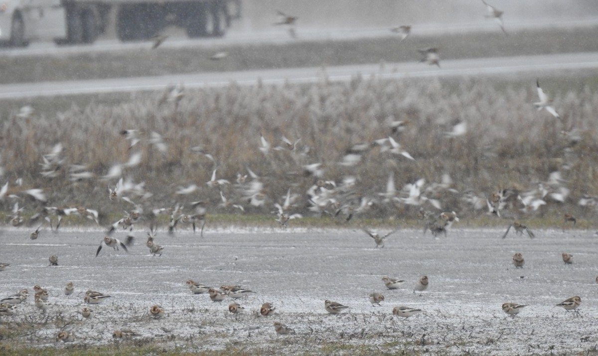 Escribano Nival - ML646001018